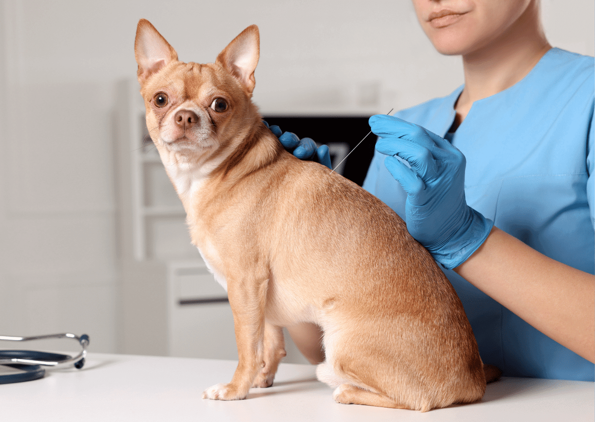 A vet holding a needle to a dog