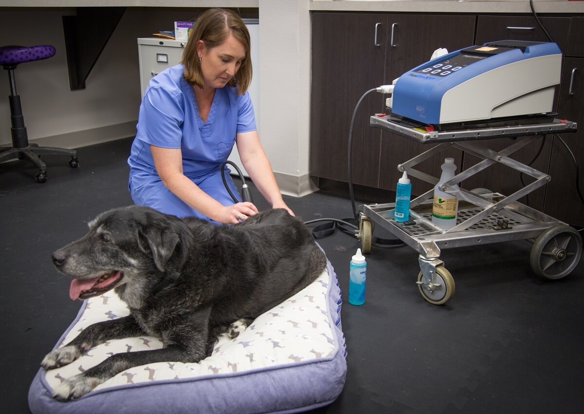 Dog getting therapy by vet