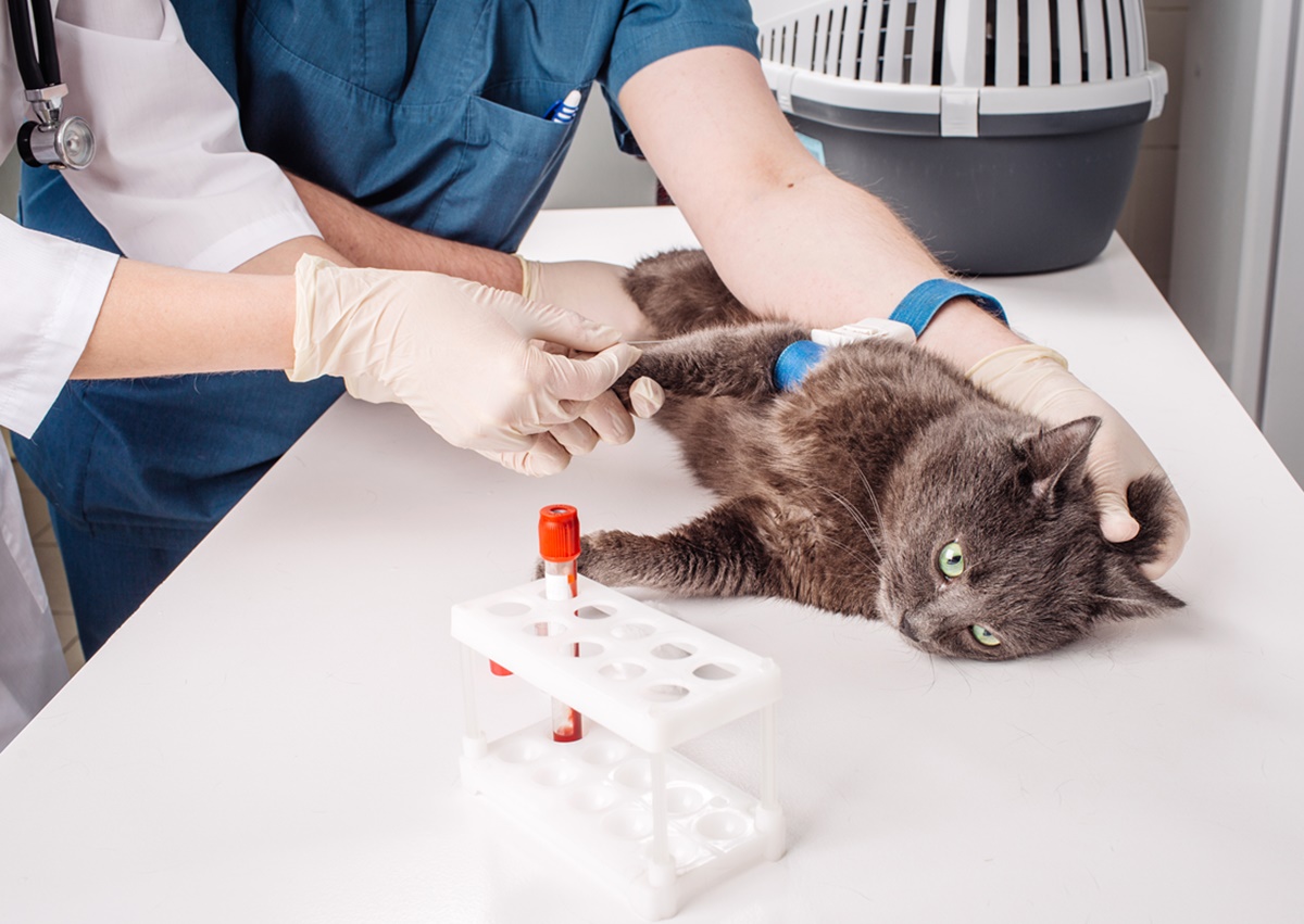 A vet holding a cat getting a blood test