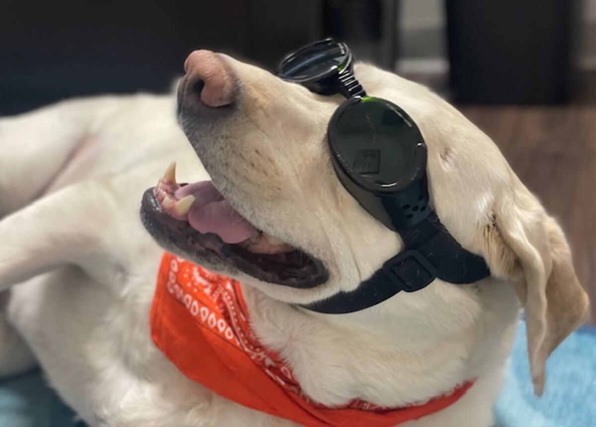 Murphy doggies getting laser treatment