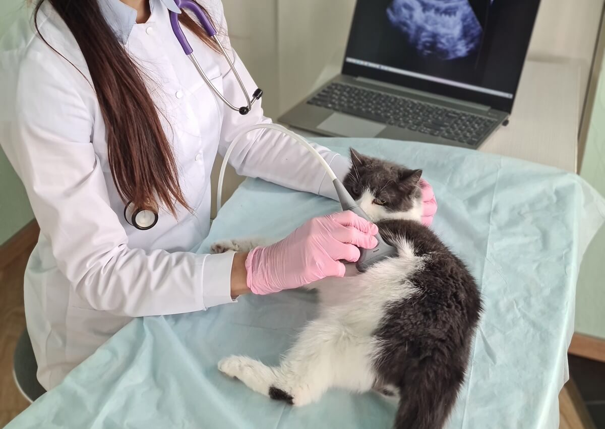 A vet holding an ultrasound device to a cat