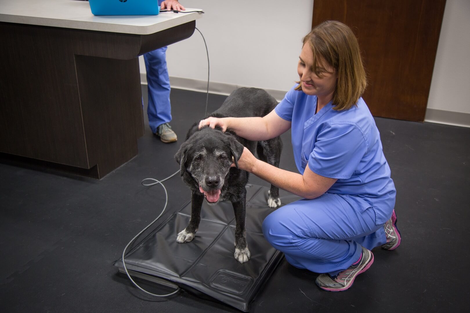 A female vet caring a dog