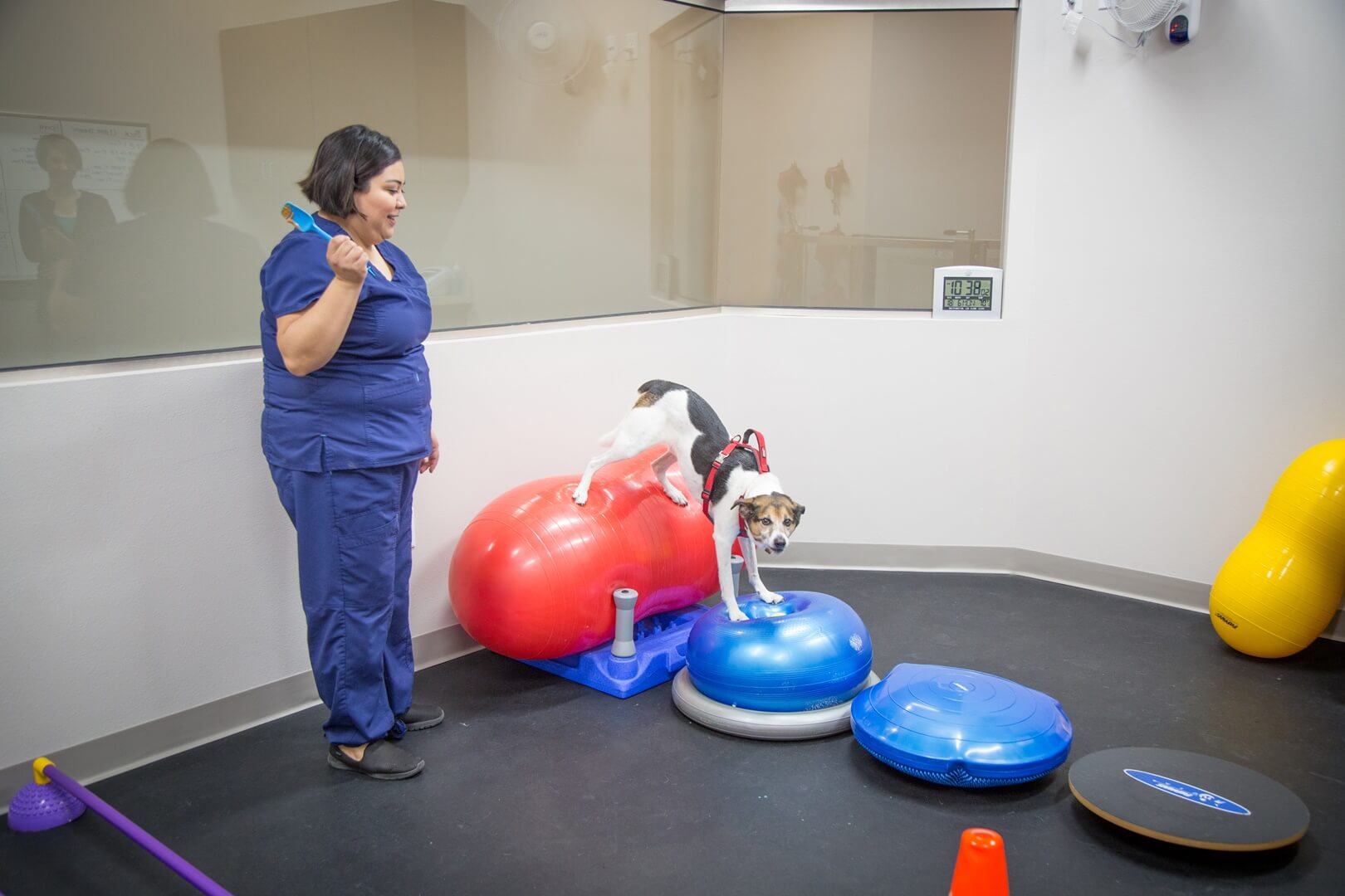 A vet standing on a balance ball with a dog