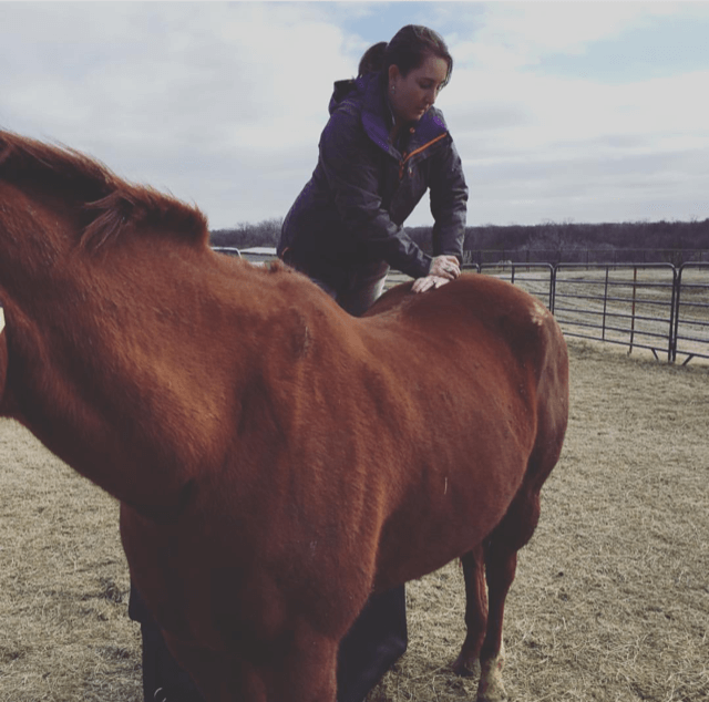 Chiropractic Care being done on a horse
