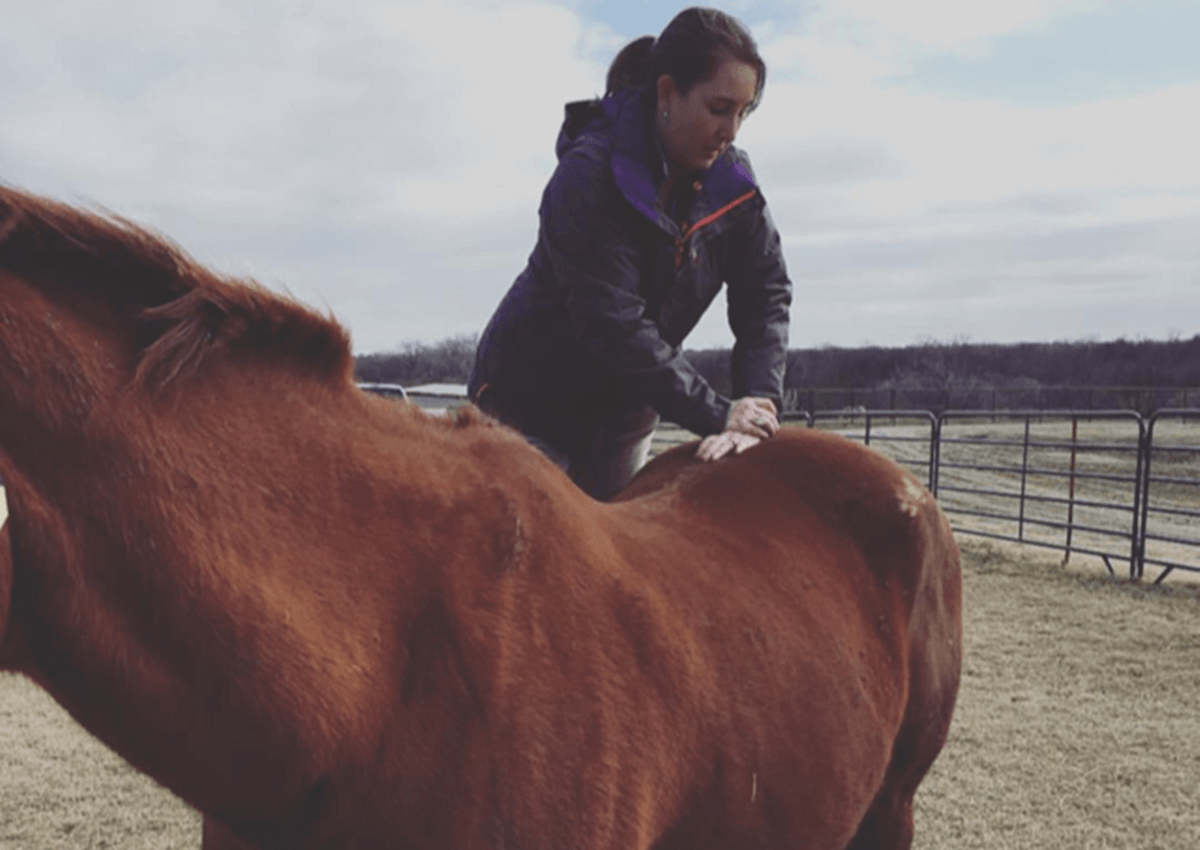 A veterinarian provides chiropractic care to a horse.