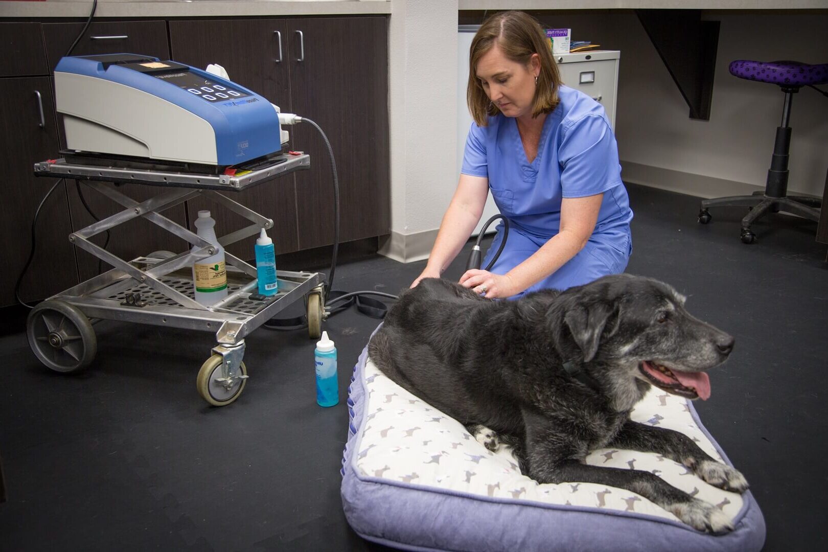Dog getting examining by vet